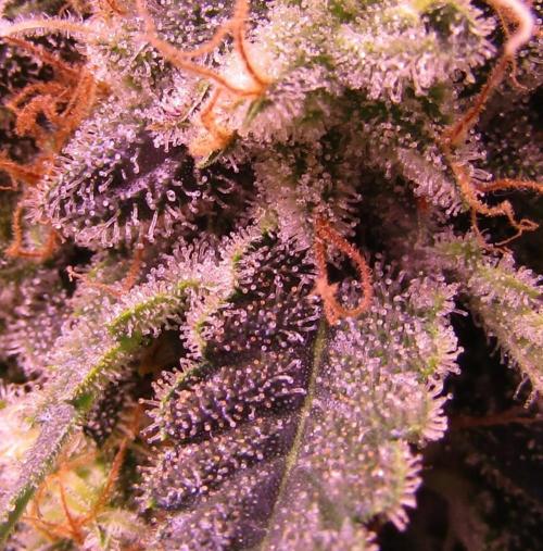 Crackers von Super Strains. Week 17