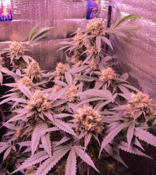 Crackers von Super Strains. Week 17