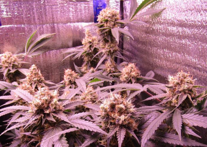 Crackers von Super Strains. Week 17
