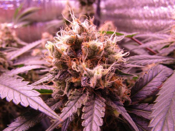Crackers von Super Strains. Week 17