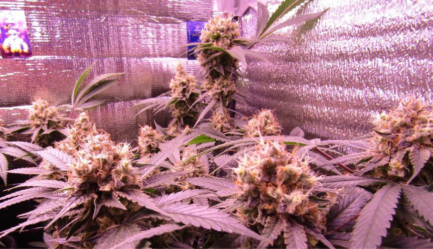 Crackers von Super Strains. Week 17