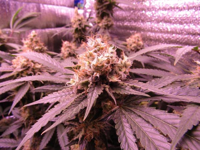 Crackers von Super Strains. Week 17