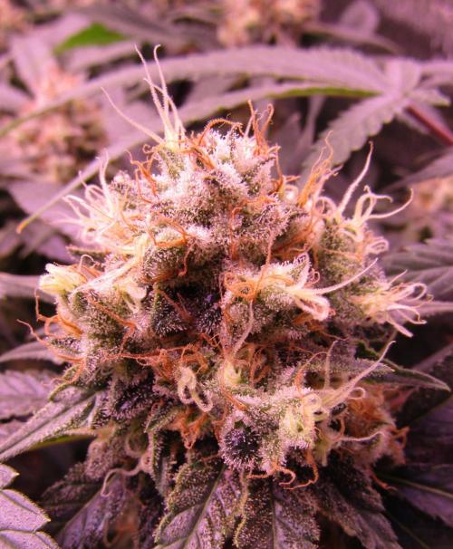 Crackers von Super Strains. Week 17