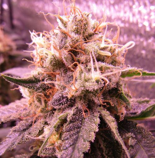 Crackers von Super Strains. Week 17