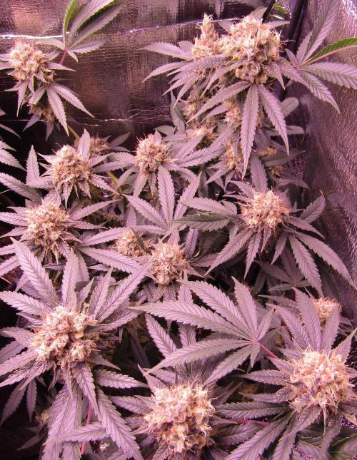 Crackers von Super Strains. Week 17