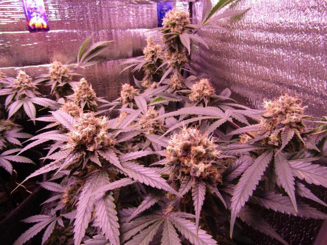 Crackers von Super Strains. Week 17