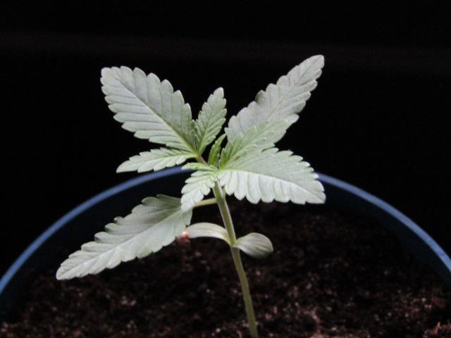 Teufels Plätzchen ! USA Genetics 2026. Week 1