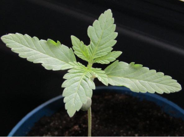 Teufels Plätzchen ! USA Genetics 2026. Week 1