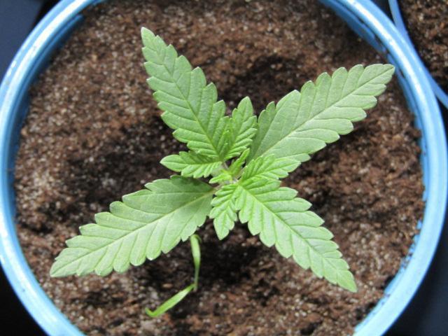 Teufels Plätzchen ! USA Genetics 2026. Week 1