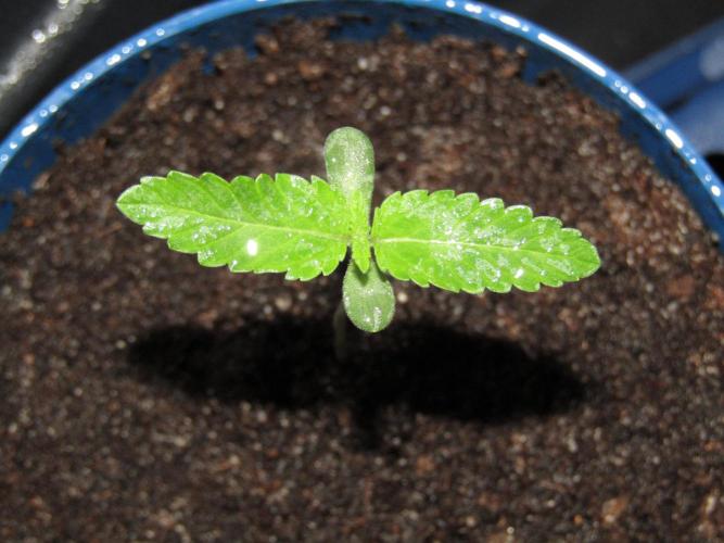 Teufels Plätzchen ! USA Genetics 2026. Week 1
