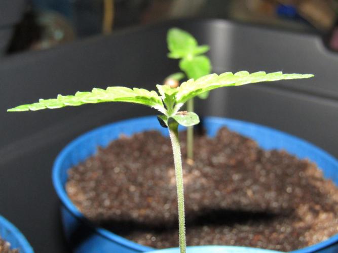 Teufels Plätzchen ! USA Genetics 2026. Week 1
