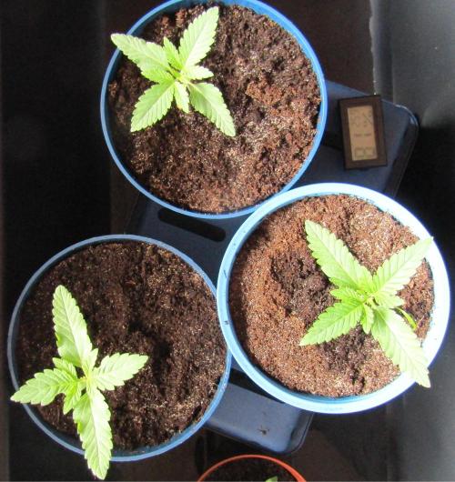 Teufels Plätzchen ! USA Genetics 2026. Week 1