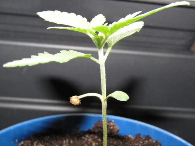 Teufels Plätzchen ! USA Genetics 2026. Week 1