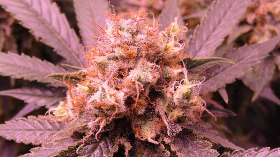 Crackers von Super Strains. Week 17