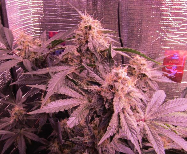 Eternity Grow Cup 2026. Week 13