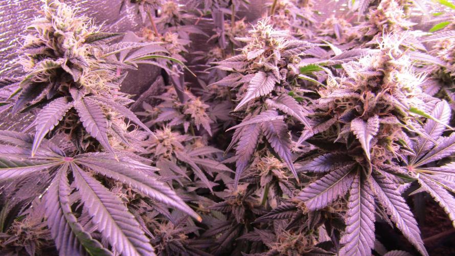 Eternity Grow Cup 2026. Week 13