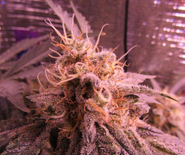 Eternity Grow Cup 2026. Week 13