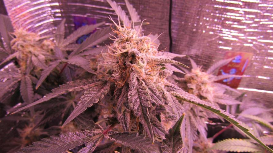 Eternity Grow Cup 2026. Week 13