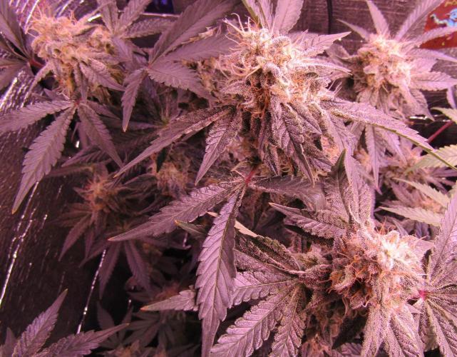 Eternity Grow Cup 2026. Week 13