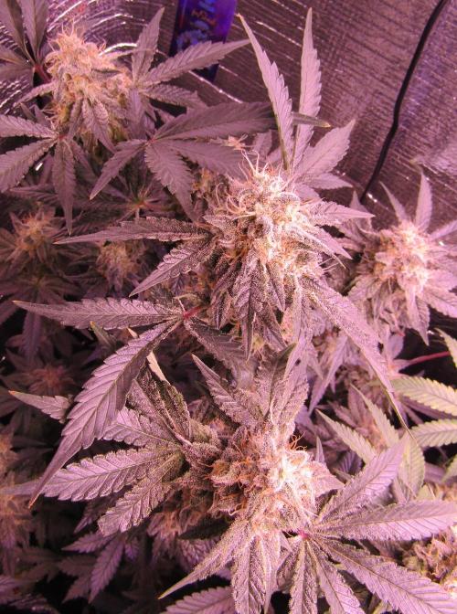 Eternity Grow Cup 2026. Week 13