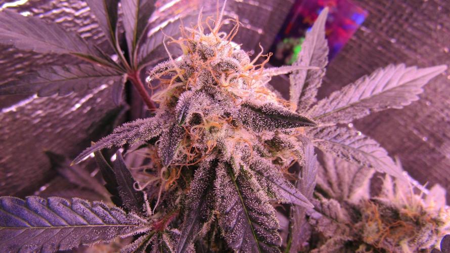 Eternity Grow Cup 2026. Week 13