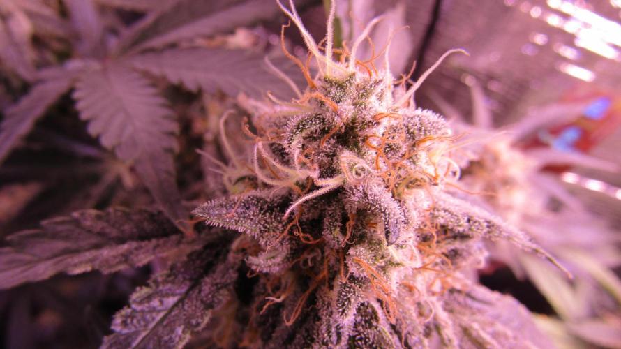 Eternity Grow Cup 2026. Week 13