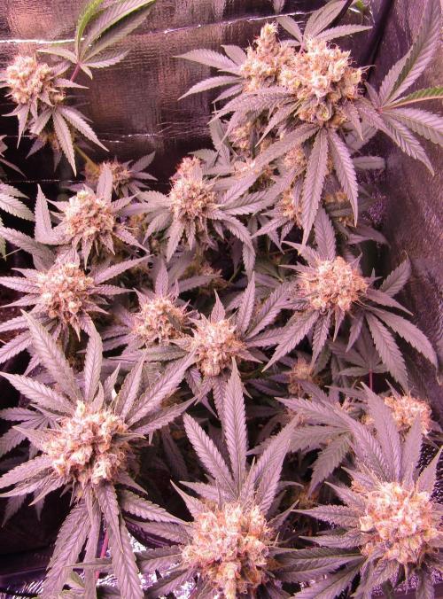 Crackers von Super Strains. Week 18