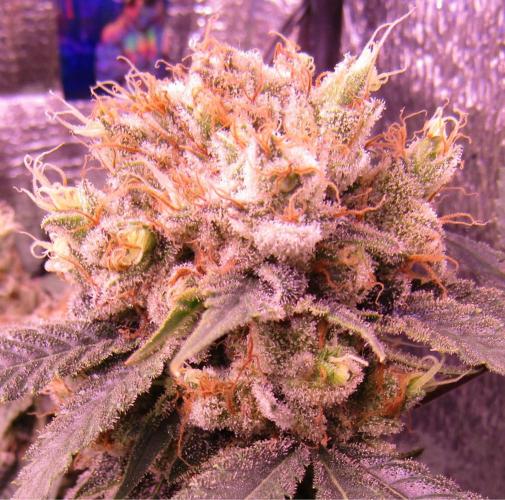 Crackers von Super Strains. Week 18