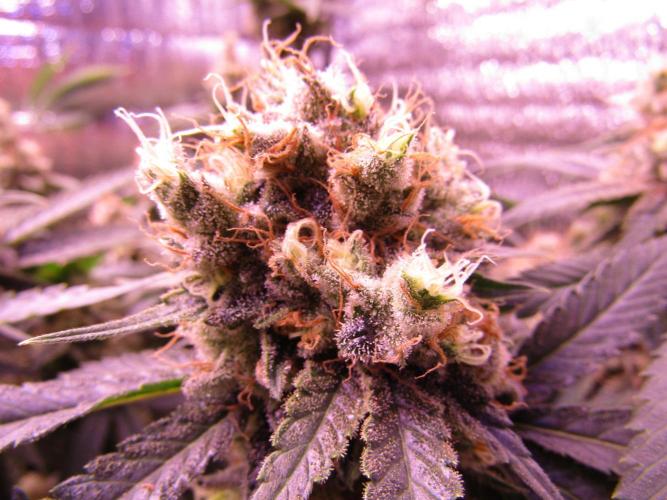 Crackers von Super Strains. Week 18