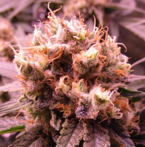 Crackers von Super Strains. Week 18