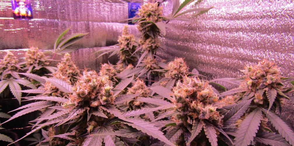 Crackers von Super Strains. Week 18