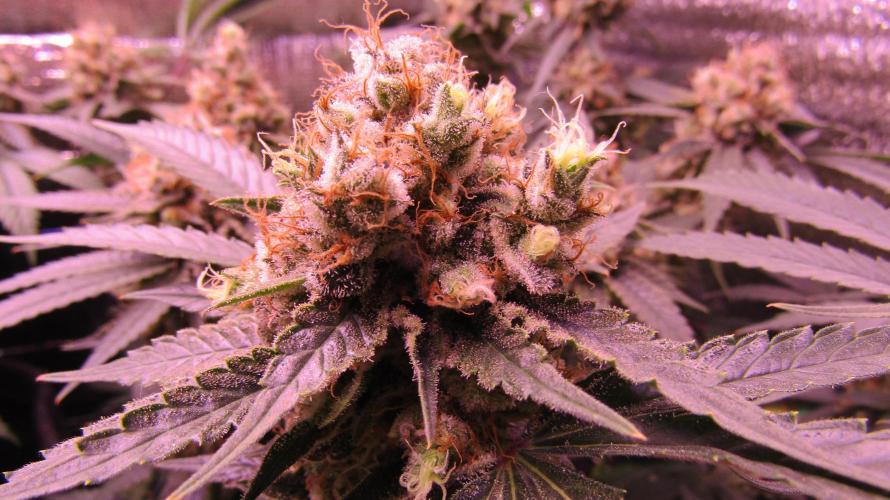 Crackers von Super Strains. Week 18