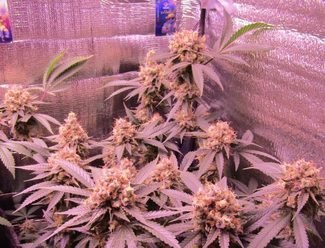 Crackers von Super Strains. Week 18