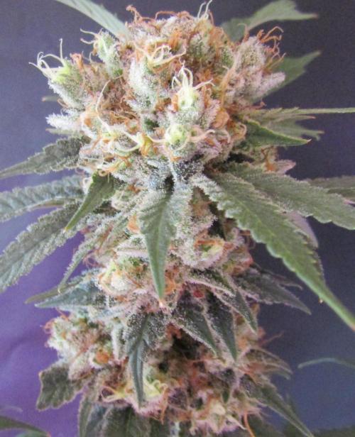 Crackers von Super Strains. Week 18