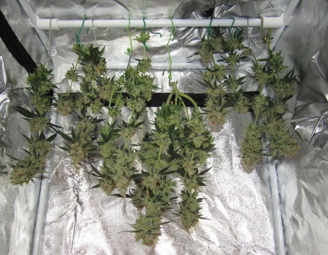 Crackers von Super Strains. Week 18
