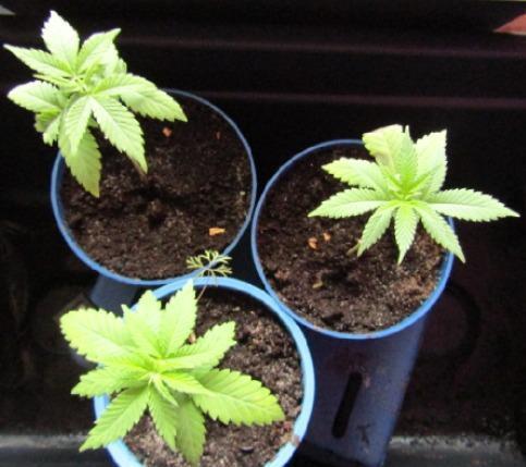 Teufels Plätzchen ! USA Genetics 2026. Week 2