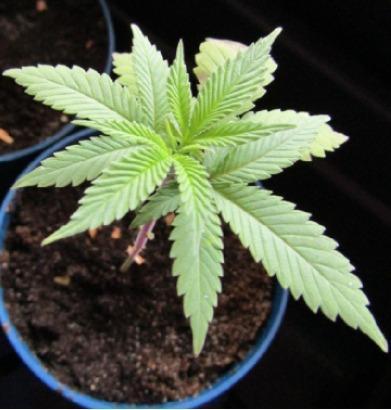 Teufels Plätzchen ! USA Genetics 2026. Week 2