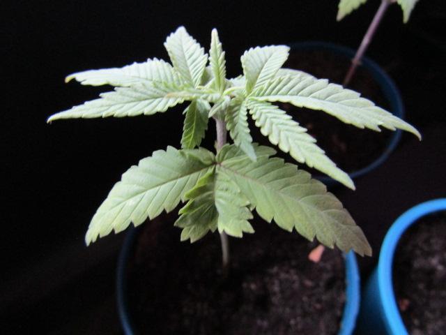 Teufels Plätzchen ! USA Genetics 2026. Week 2