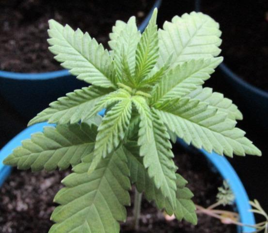 Teufels Plätzchen ! USA Genetics 2026. Week 2