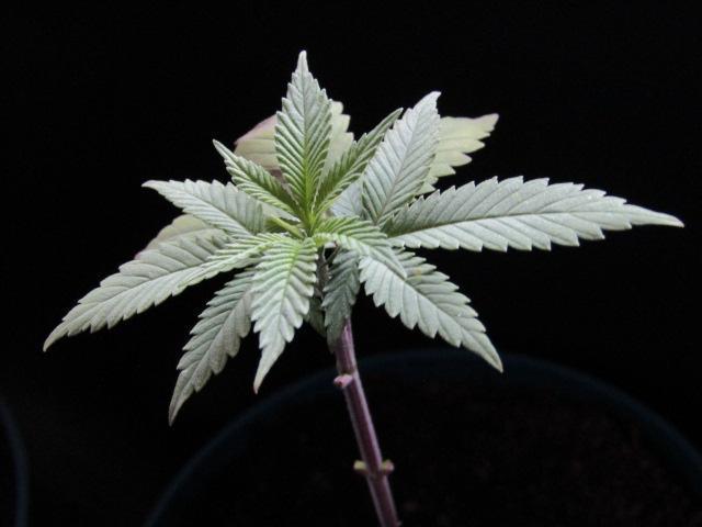 Teufels Plätzchen ! USA Genetics 2026. Week 2