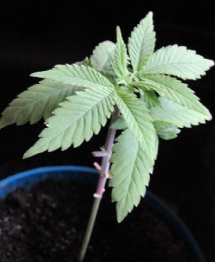 Teufels Plätzchen ! USA Genetics 2026. Week 2