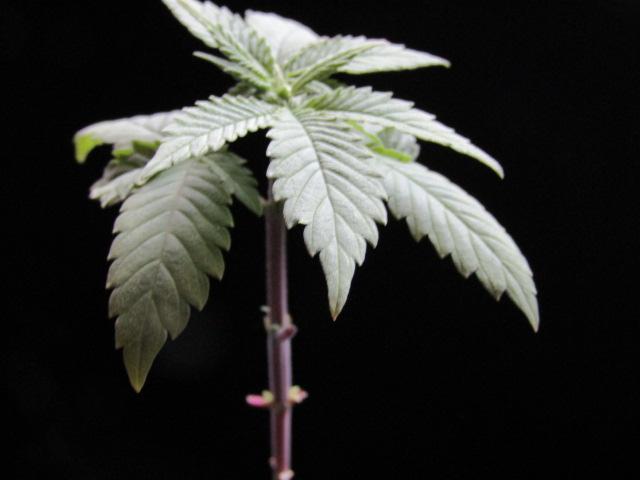 Teufels Plätzchen ! USA Genetics 2026. Week 2