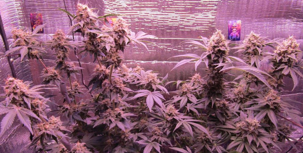 Eternity Grow Cup 2026. Week 14