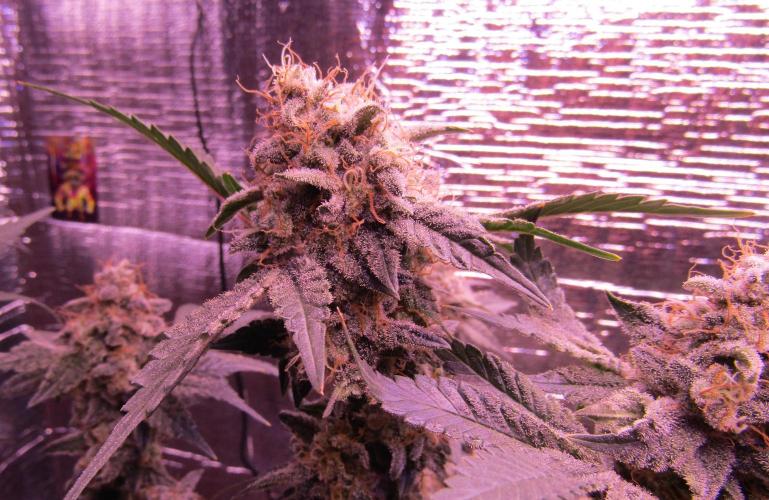 Eternity Grow Cup 2026. Week 14