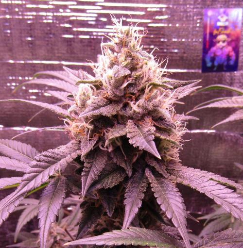 Eternity Grow Cup 2026. Week 14