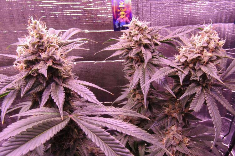 Eternity Grow Cup 2026. Week 14