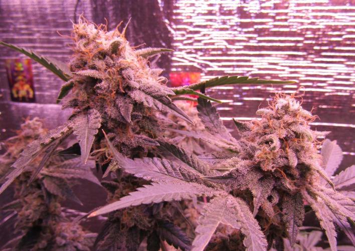 Eternity Grow Cup 2026. Week 14