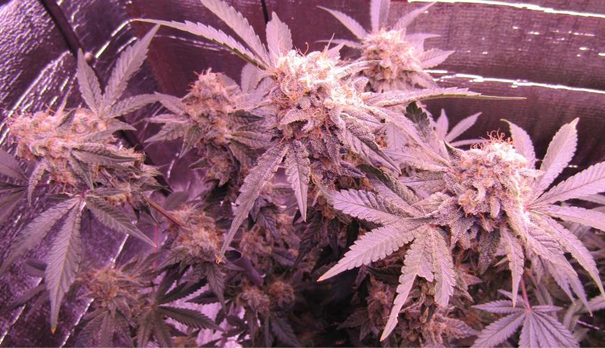 Eternity Grow Cup 2026. Week 14