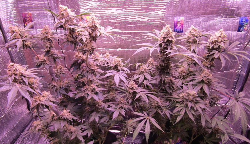 Eternity Grow Cup 2026. Week 14
