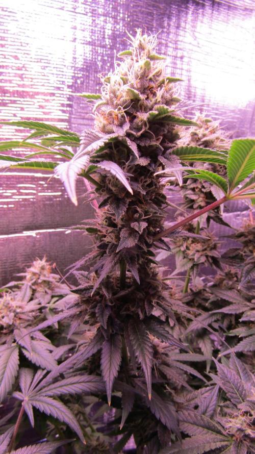 Eternity Grow Cup 2026. Week 14